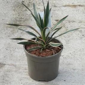 Variegated Yucca Plants (Yucca gloriosa Variegata) 3